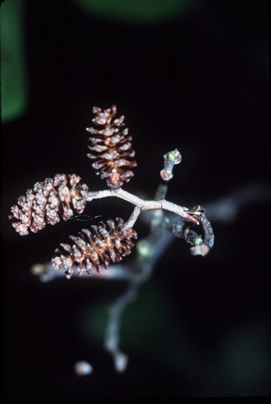 Brookside alder fruiting cones