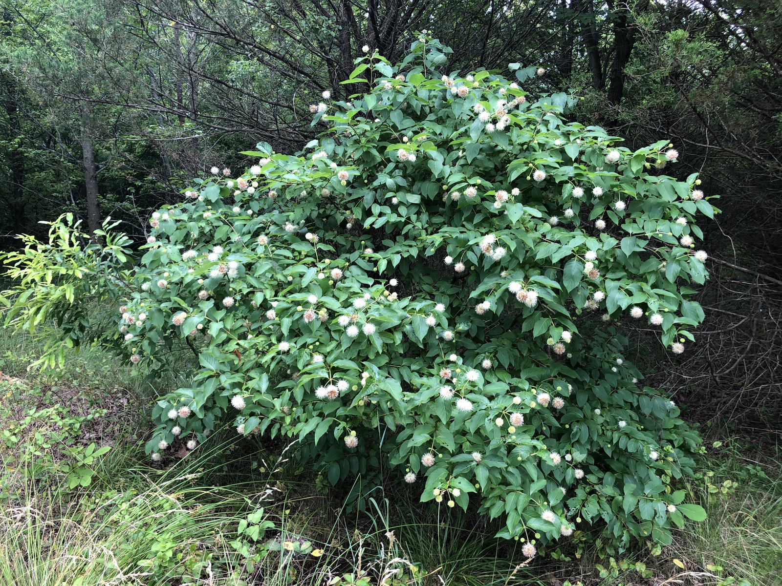 Buttonbush in bloom along a wet edge