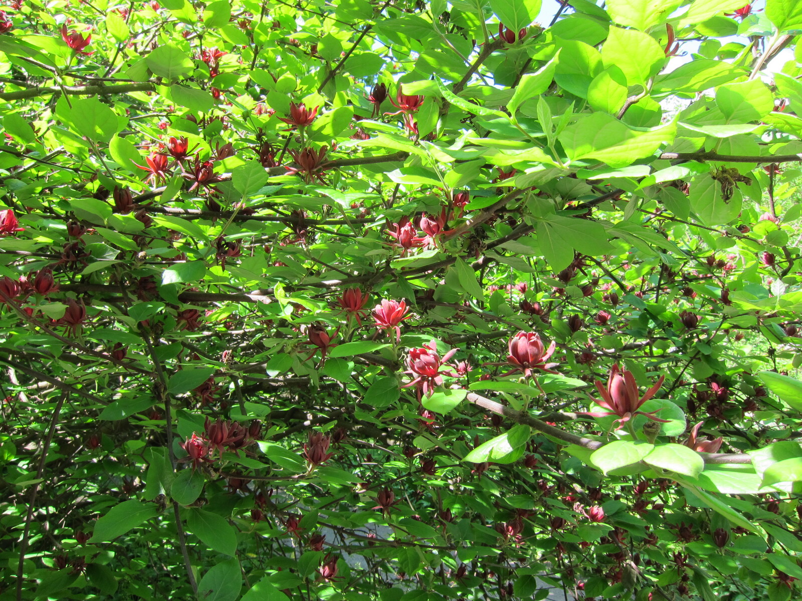 Carolina allspice flower close-up