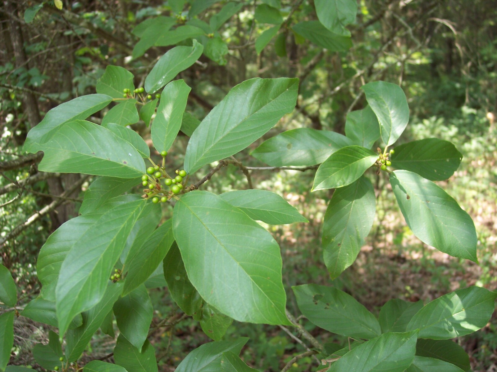 Carolina buckthorn with immature fruit