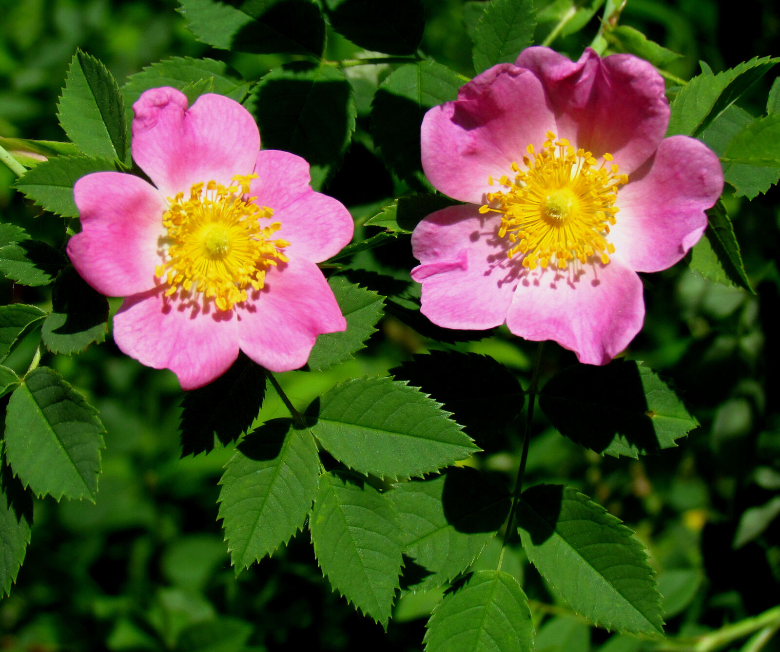 Carolina rose in flower