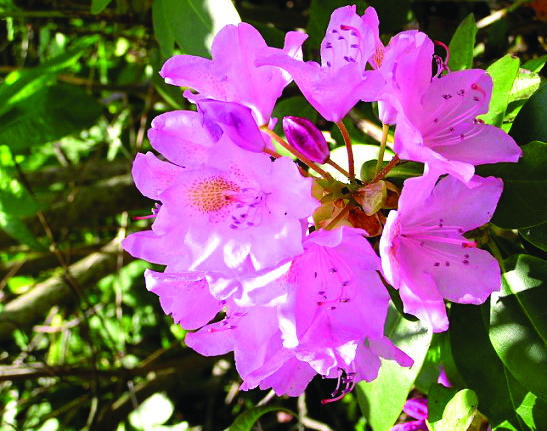 Catawba rhododendron with pink to purple flowers