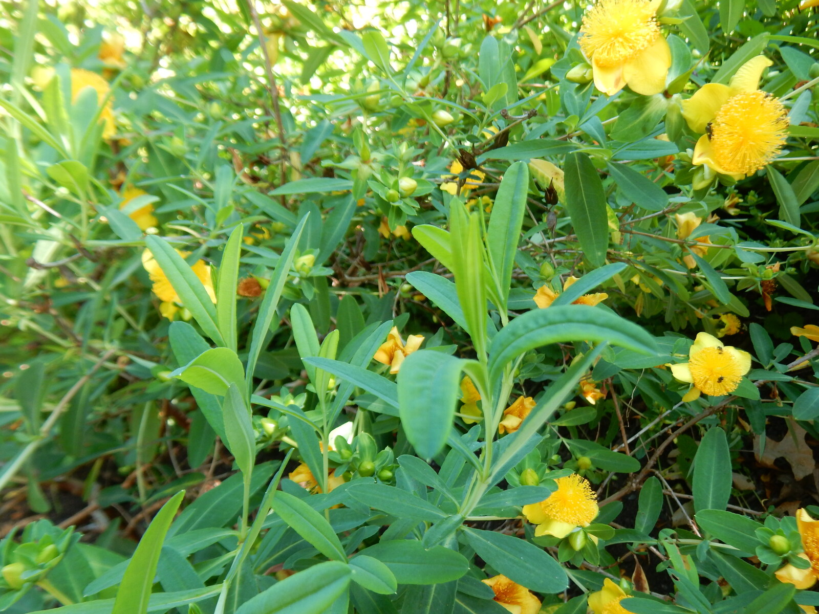 Cedar Glade St. Johnswort cultivar