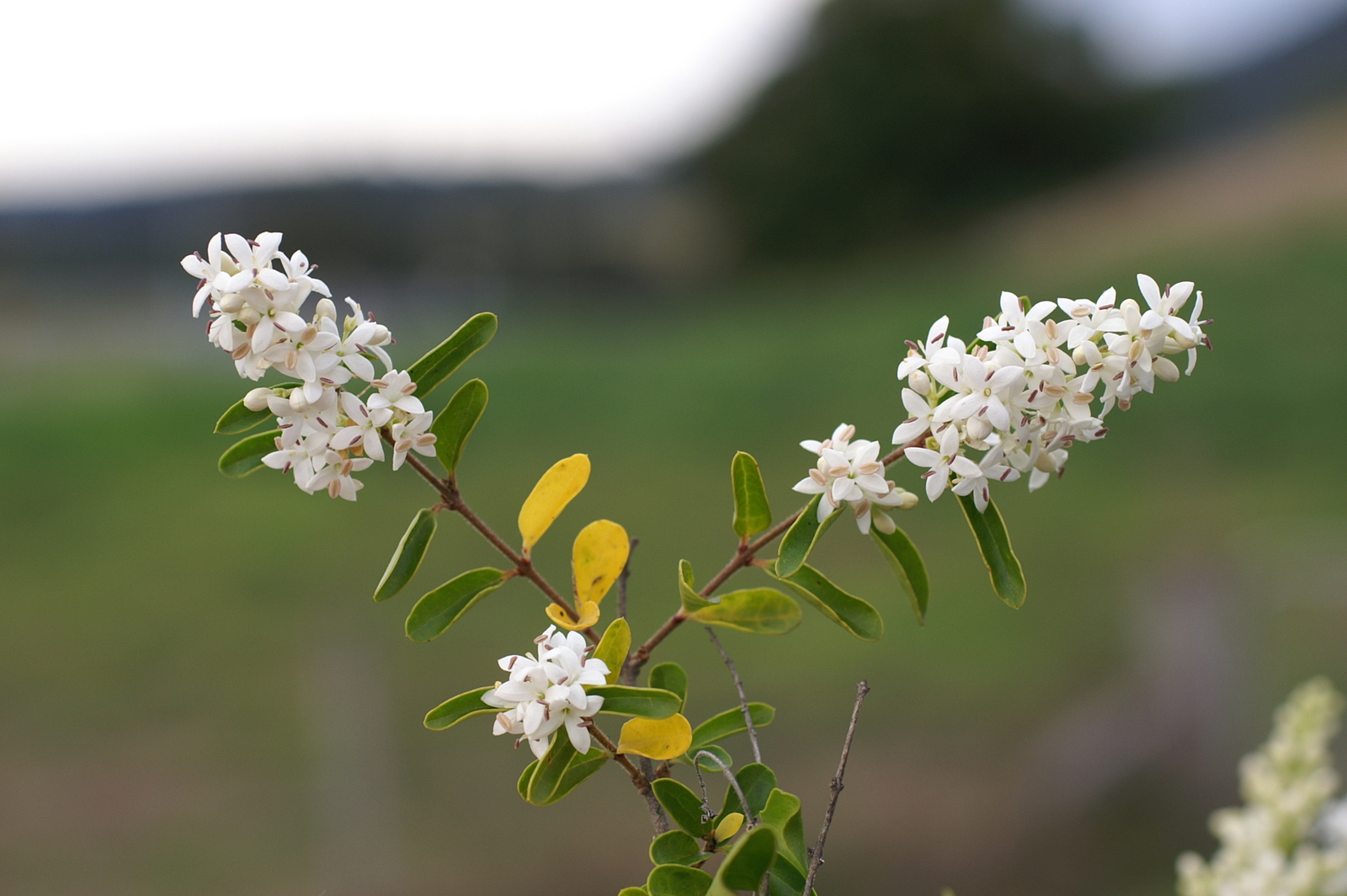 Chinese privet flower clusters