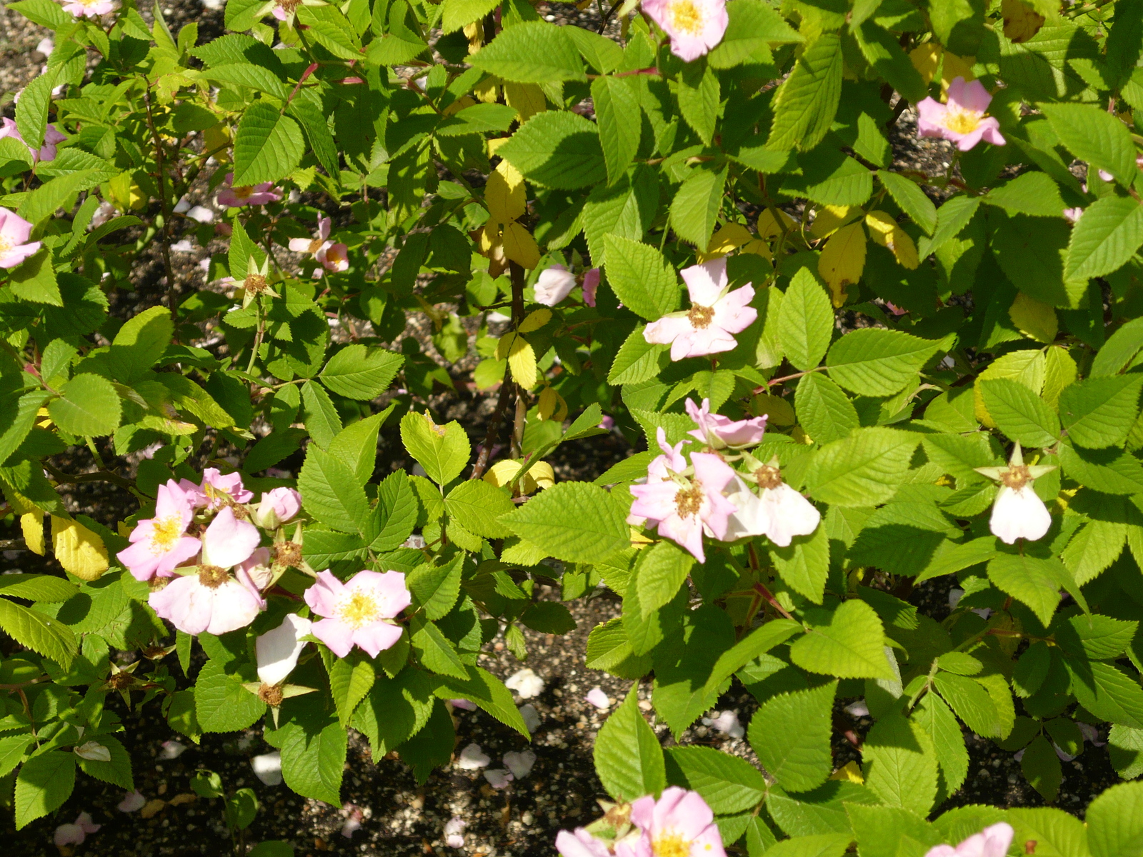 Climbing rose flowers