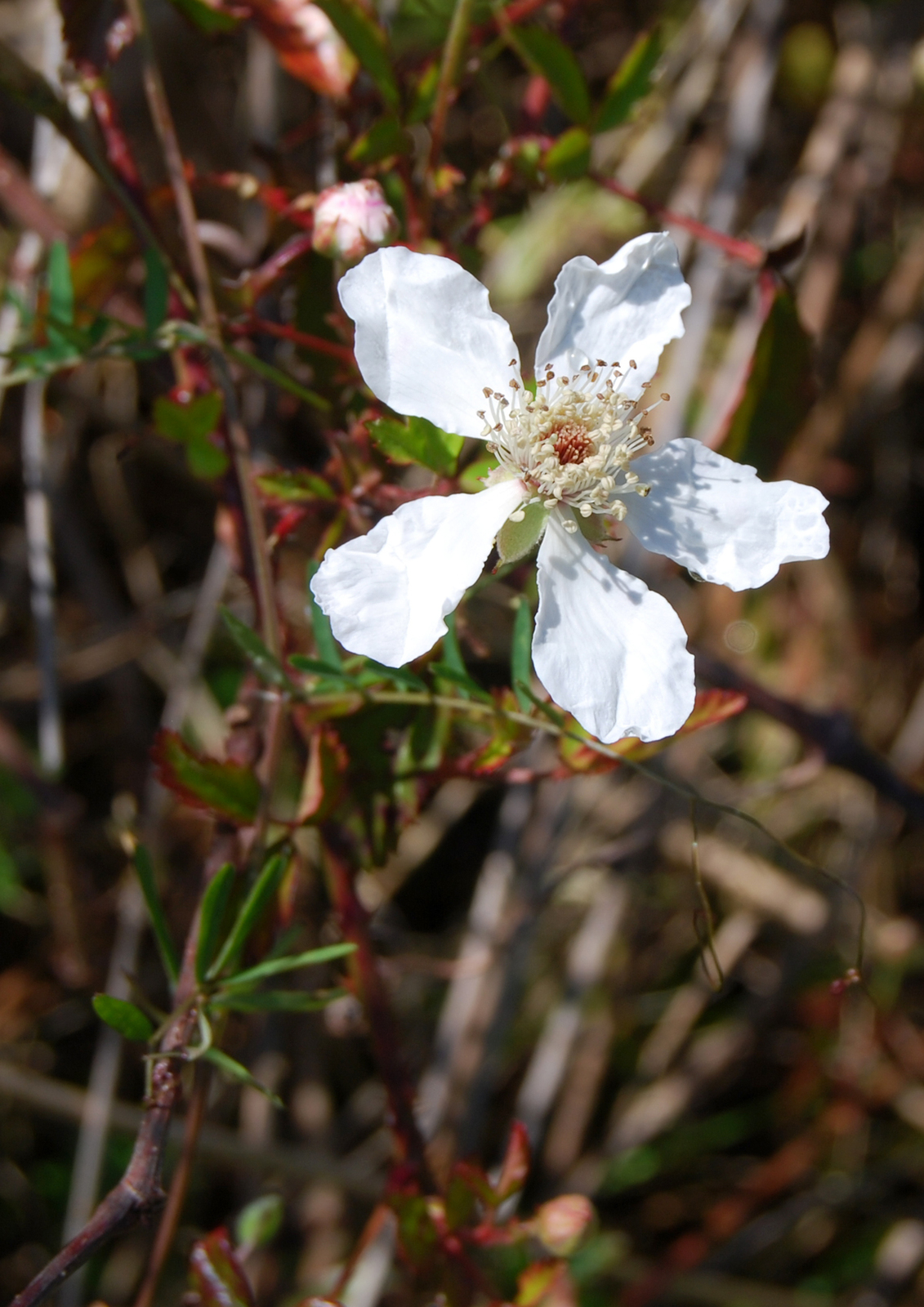 Coastal plain dewberry flower