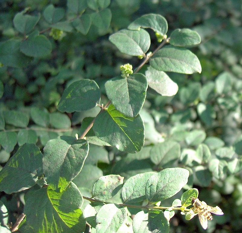 Coralberry with persistent fruit