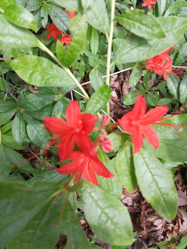 Cumberland azalea in bloom