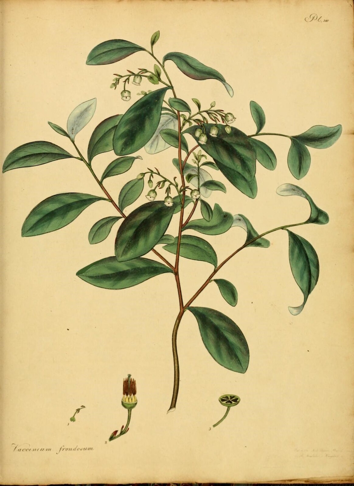 Dangleberry plate from an 1797 botanical work