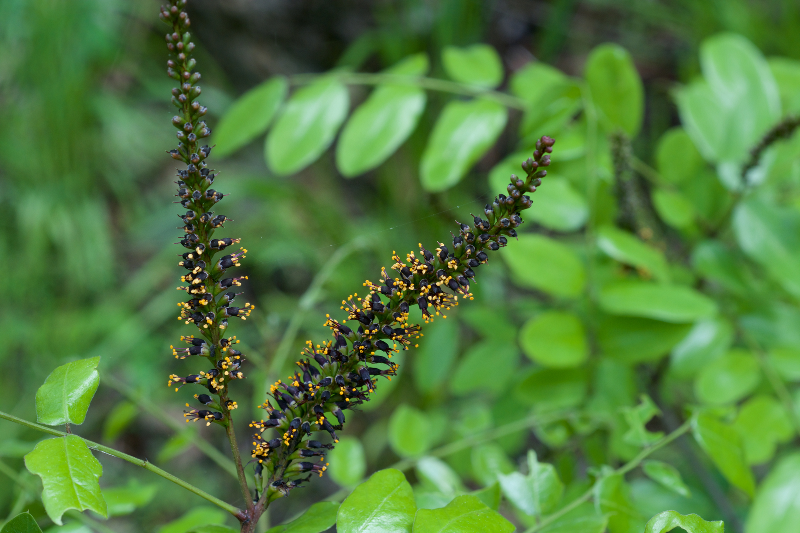Dark indigo-bush in flower