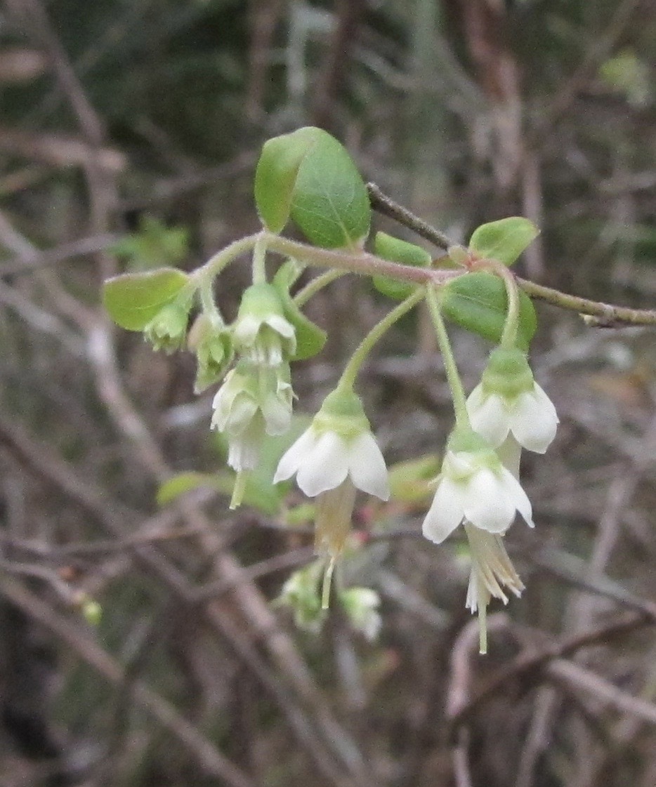 Deerberry flowers