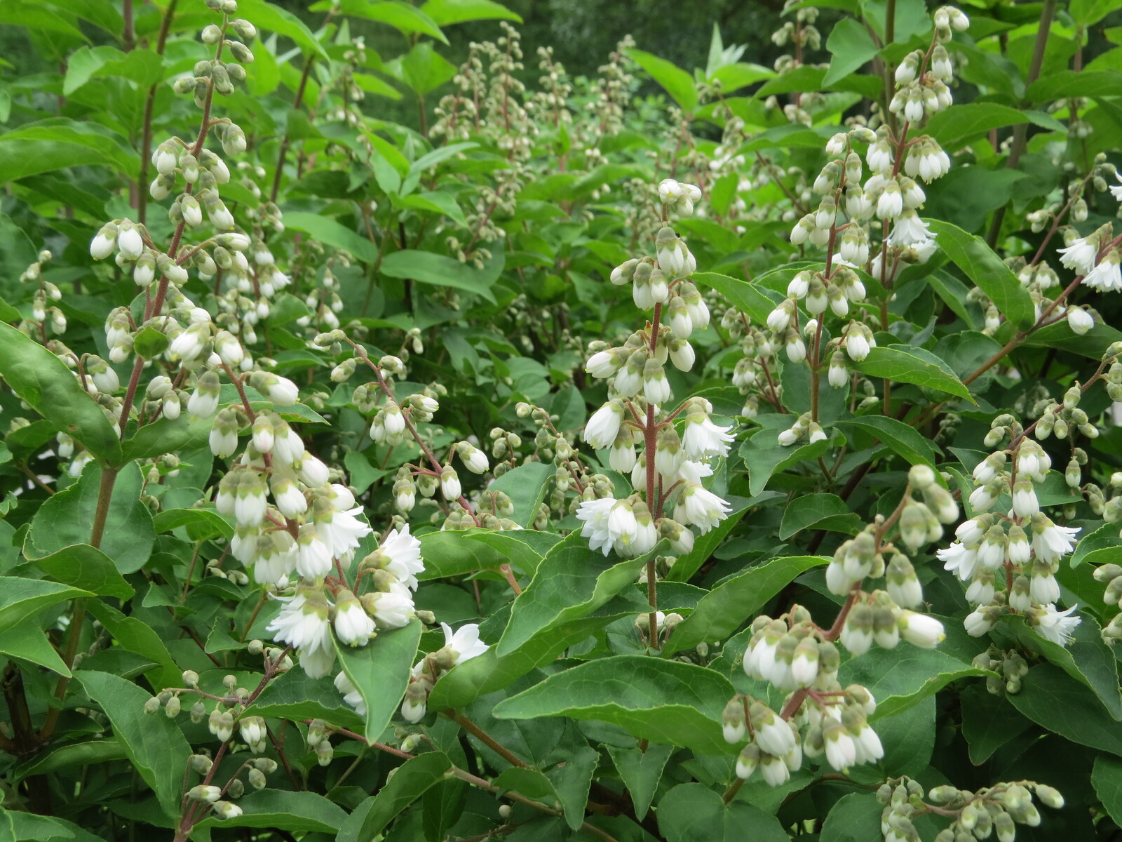 Deutzia in flower