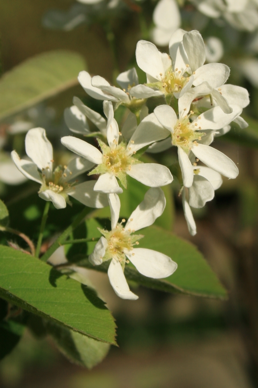 Dwarf serviceberry flower head