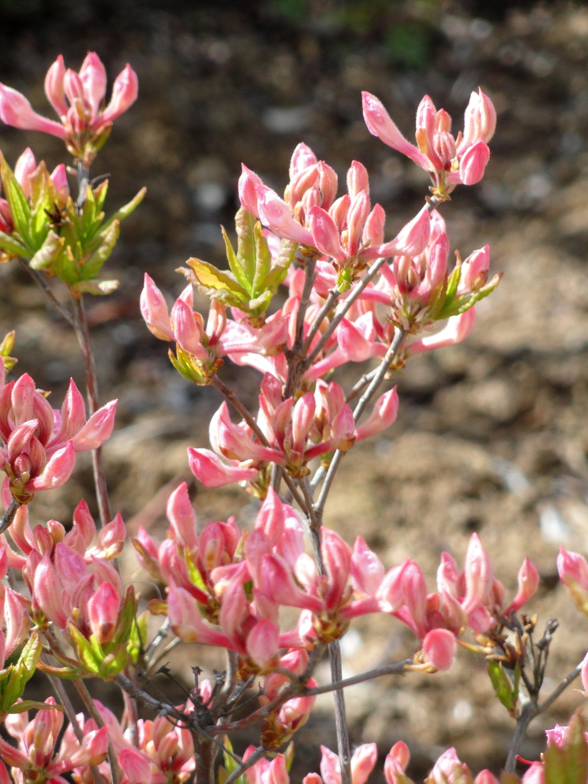 Early azalea specimen