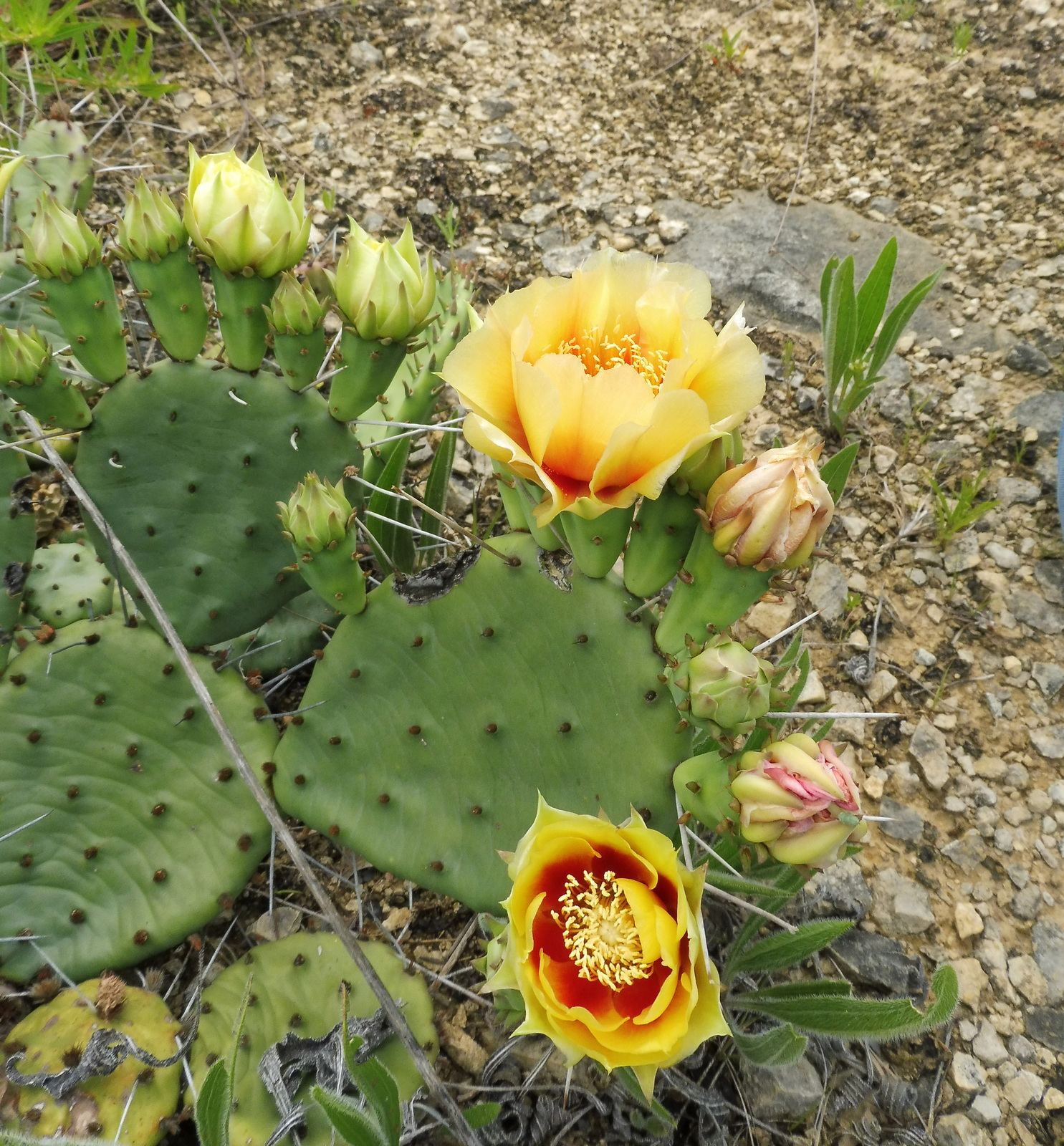 Eastern prickly pear at a limestone barren