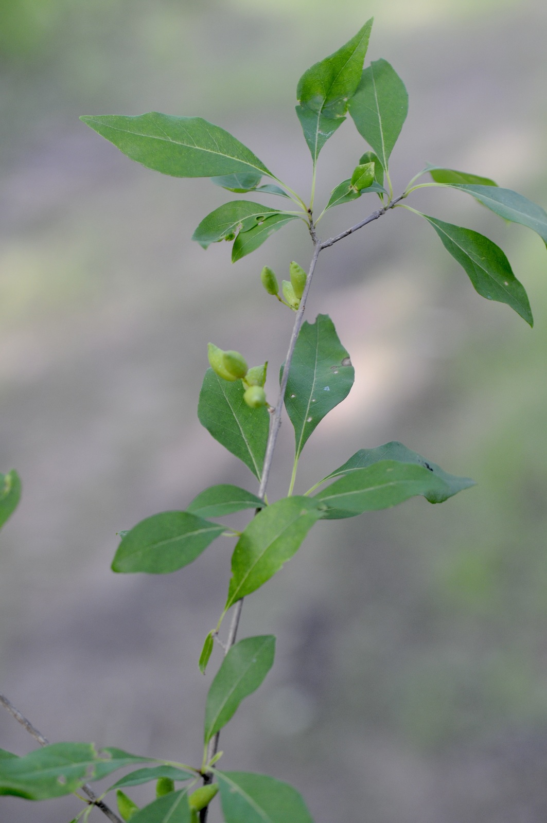 Eastern swamp-privet