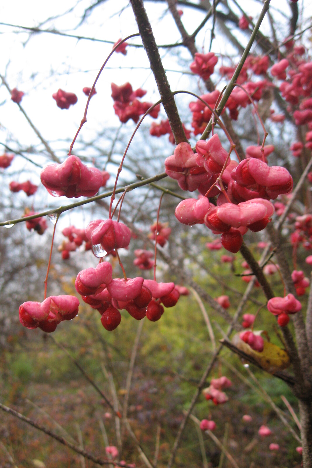 Eastern wahoo fruit