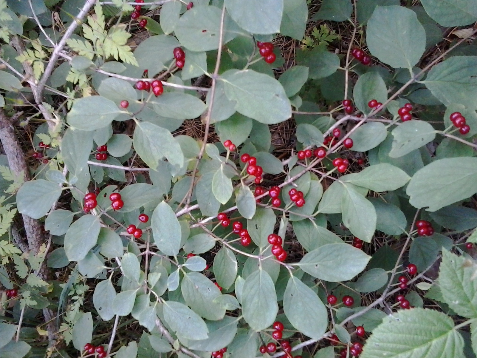 European fly honeysuckle fruit