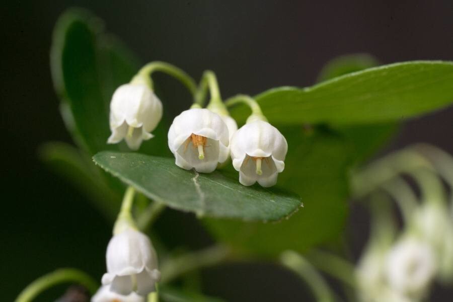 Farkleberry flower cluster