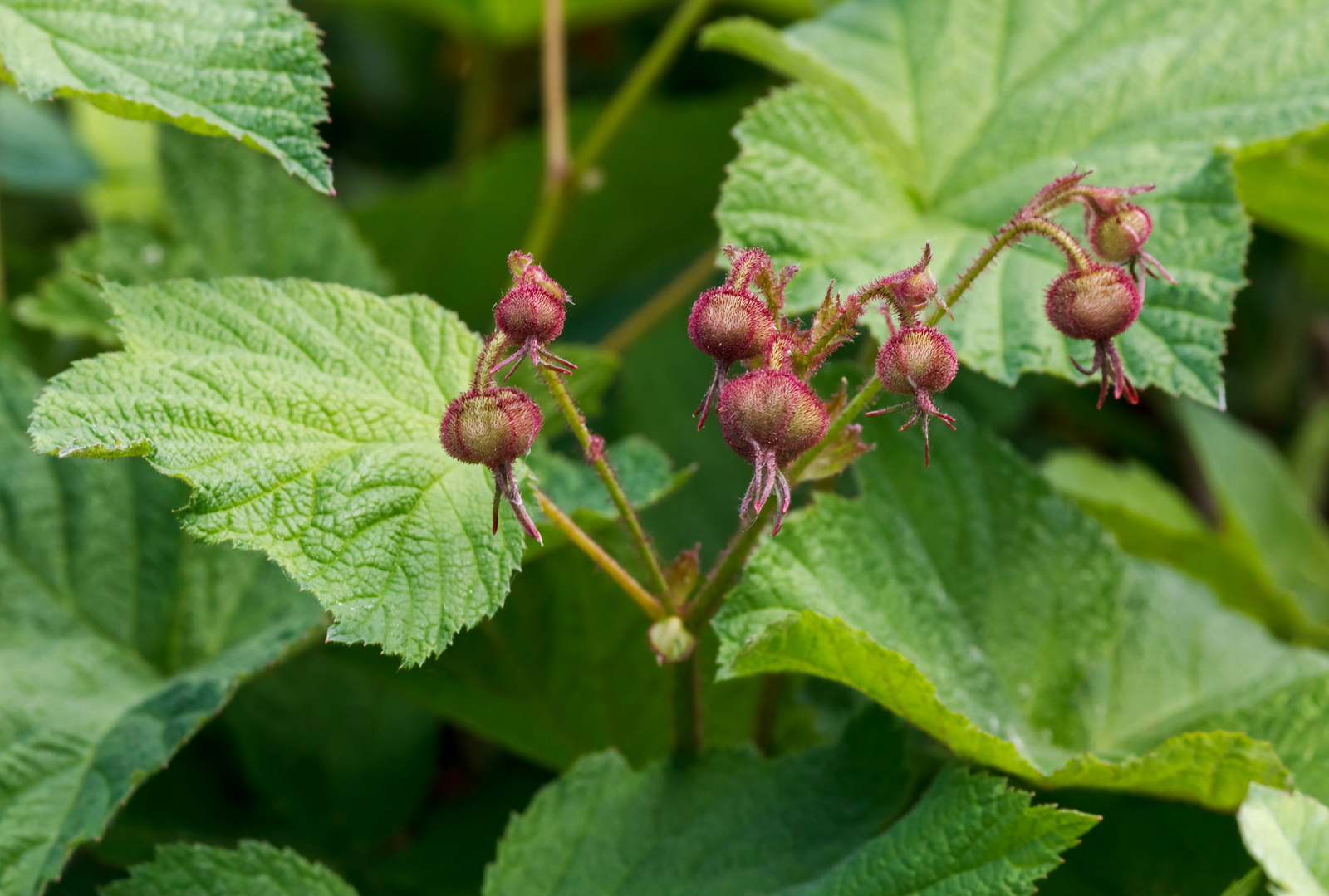 Flowering raspberry fruits