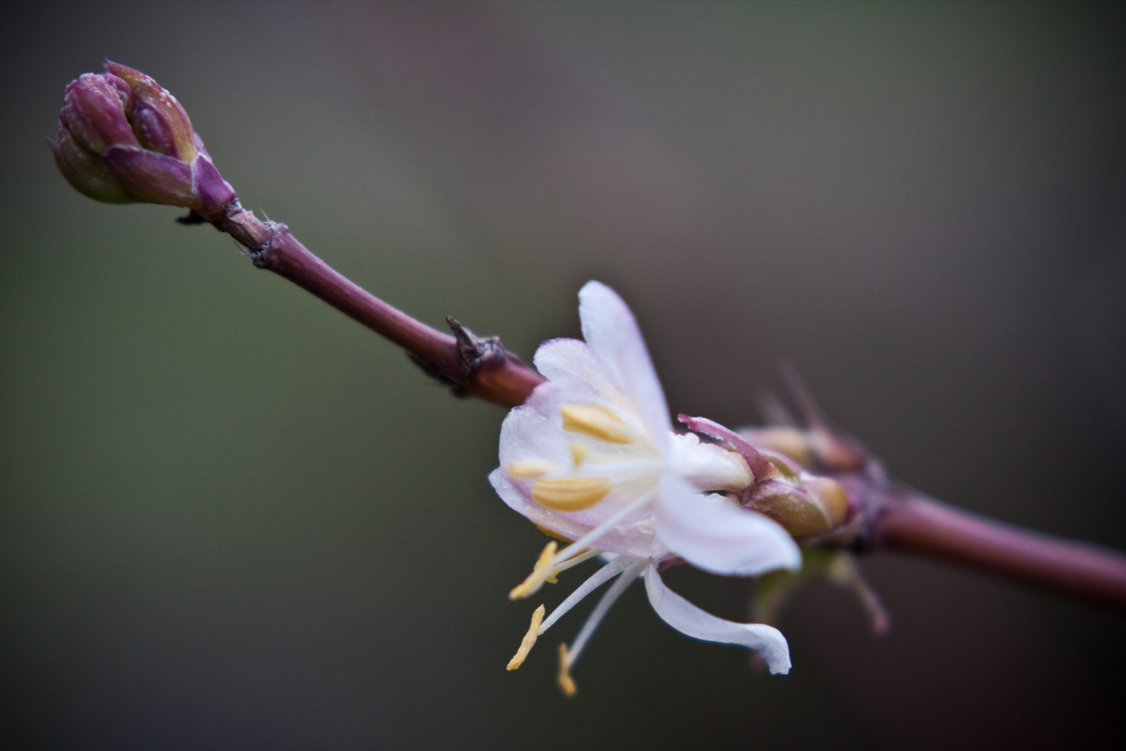 Fragrant honeysuckle flower