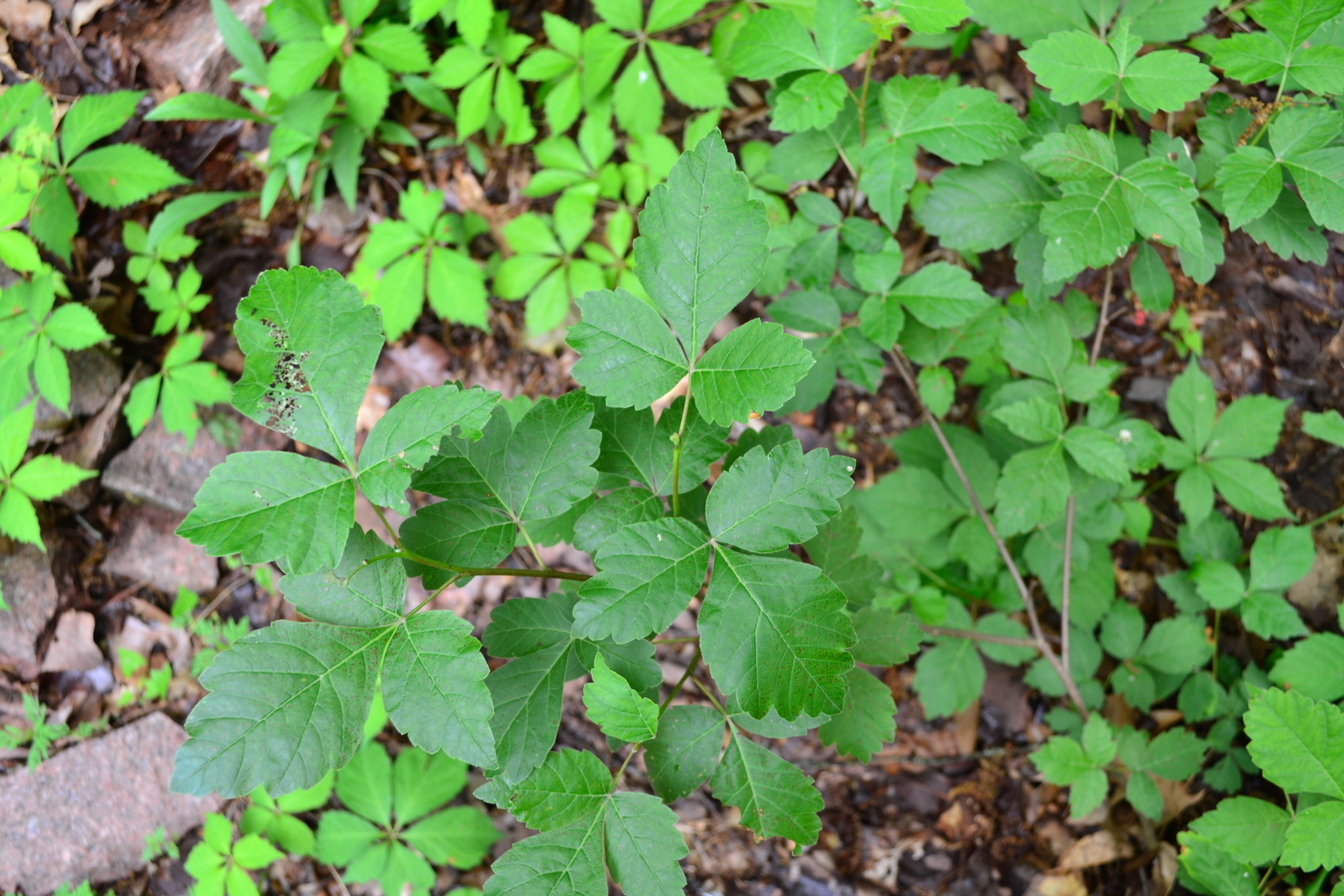 Fragrant sumac with trifoliate leaves