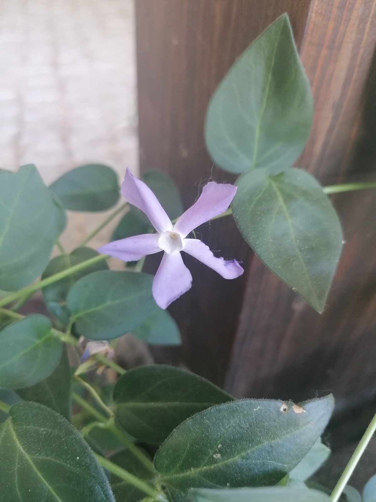 Greater periwinkle in flower
