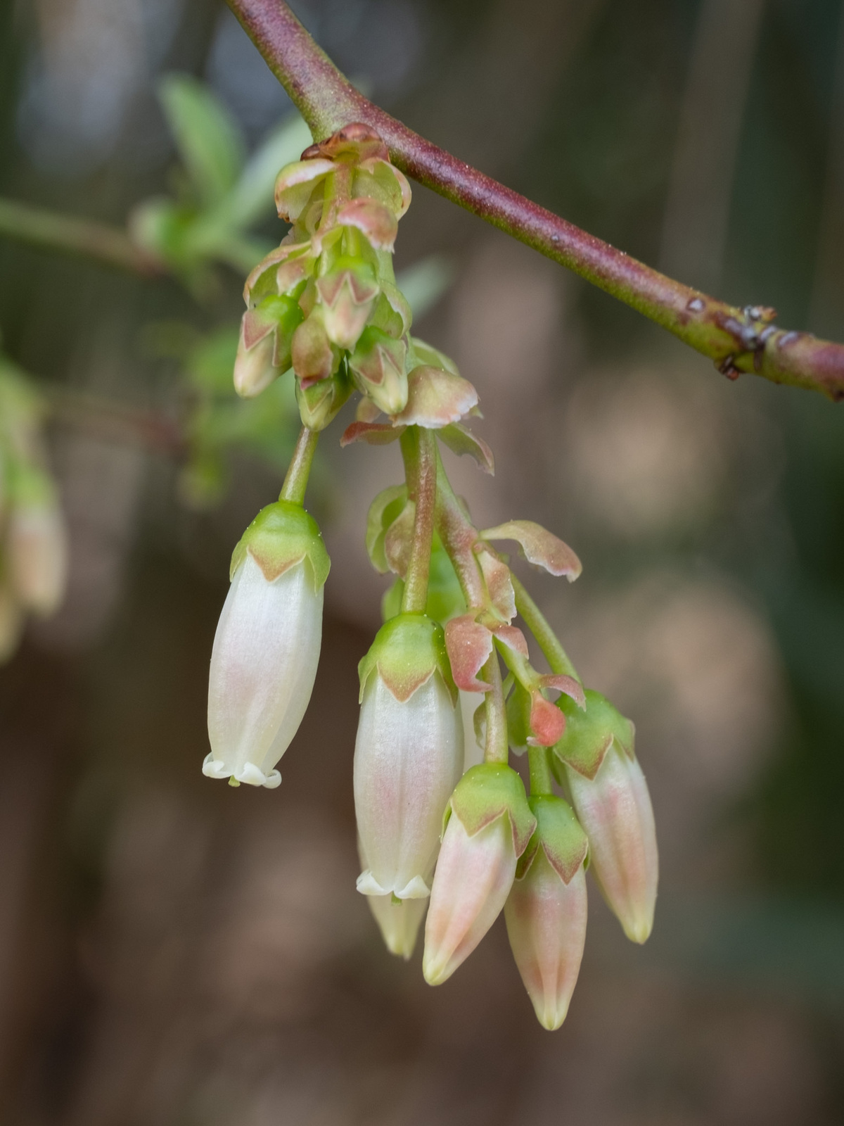Hairy highbush blueberry shoot
