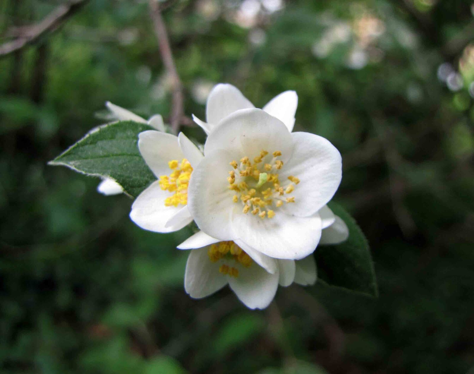 Hairy mock-orange in a botanical garden
