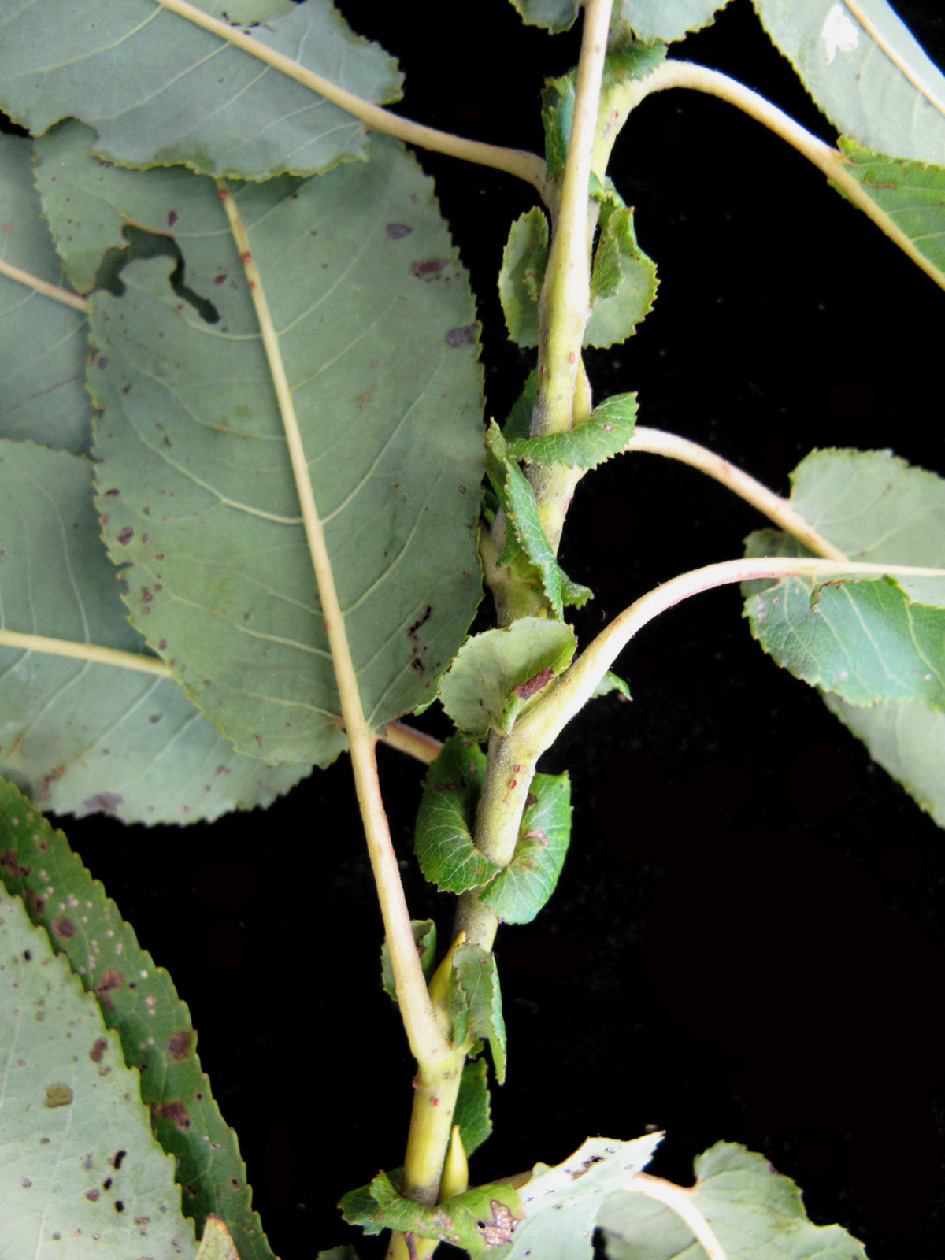 Heart-leaf willow leaves and stipules