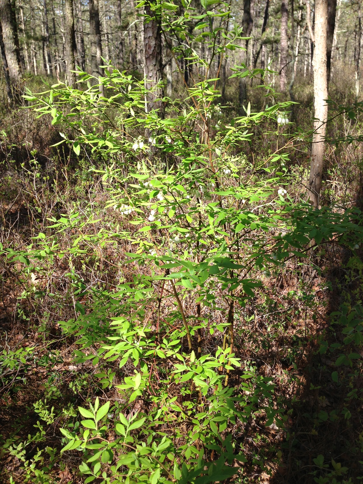 Highbush blueberry along a wooded trail