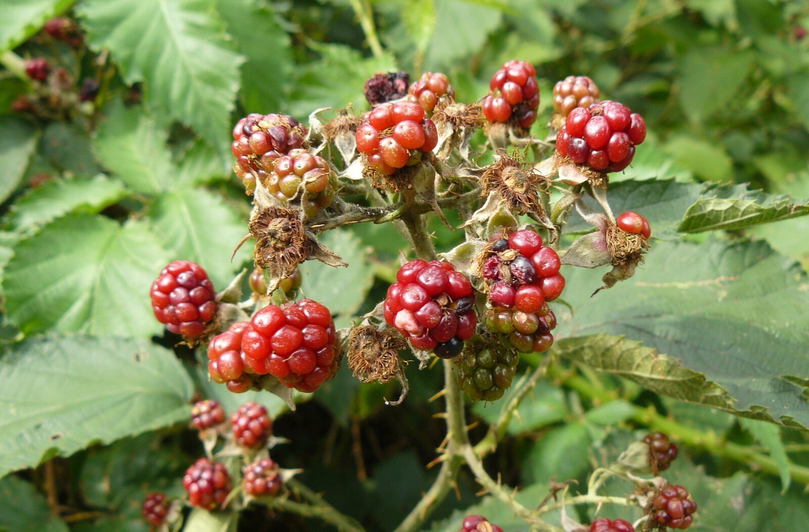 Himalayan blackberry cane in fruit