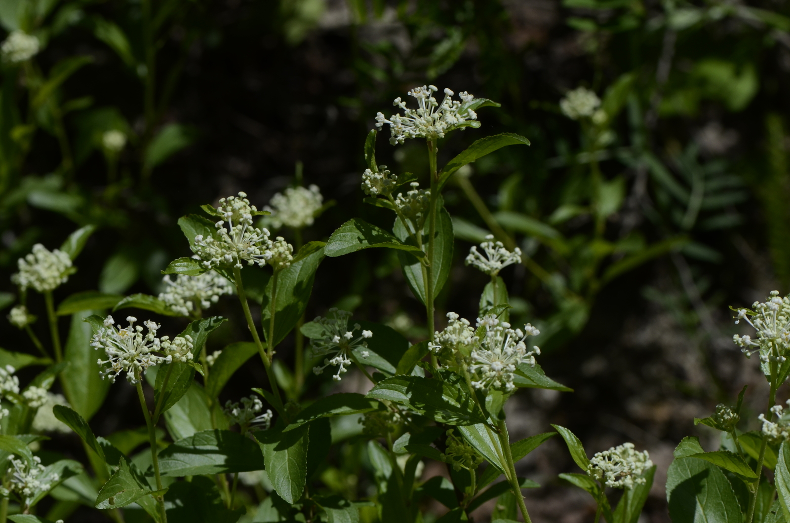 Jersey-tea flower buds