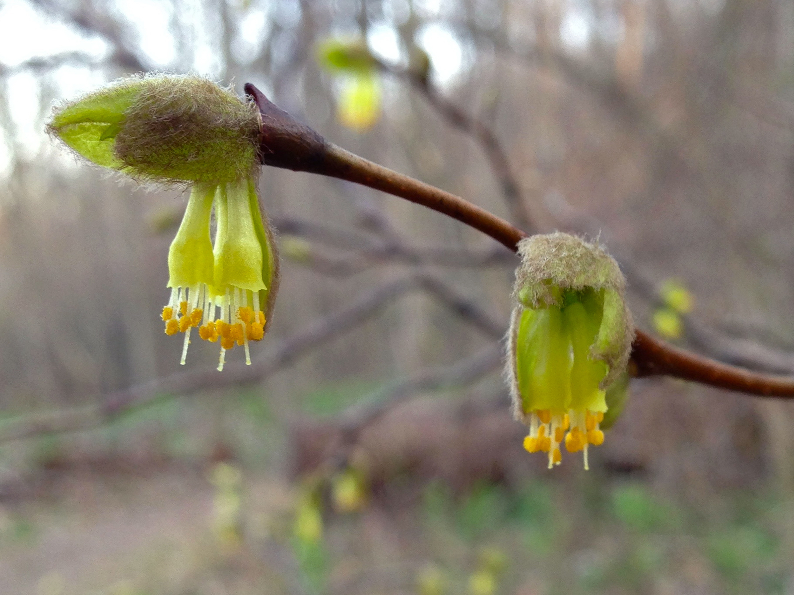 Leatherwood in early spring