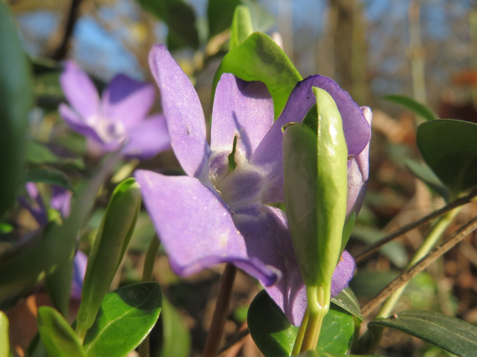 Lesser periwinkle ground cover