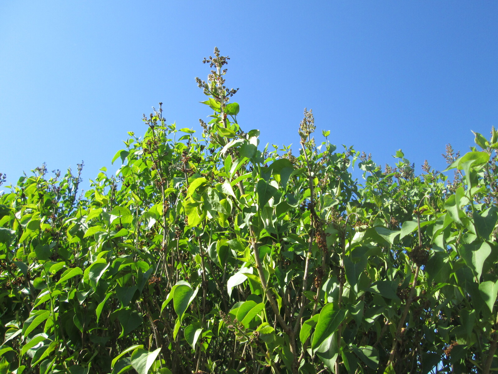 Lilac flower buds