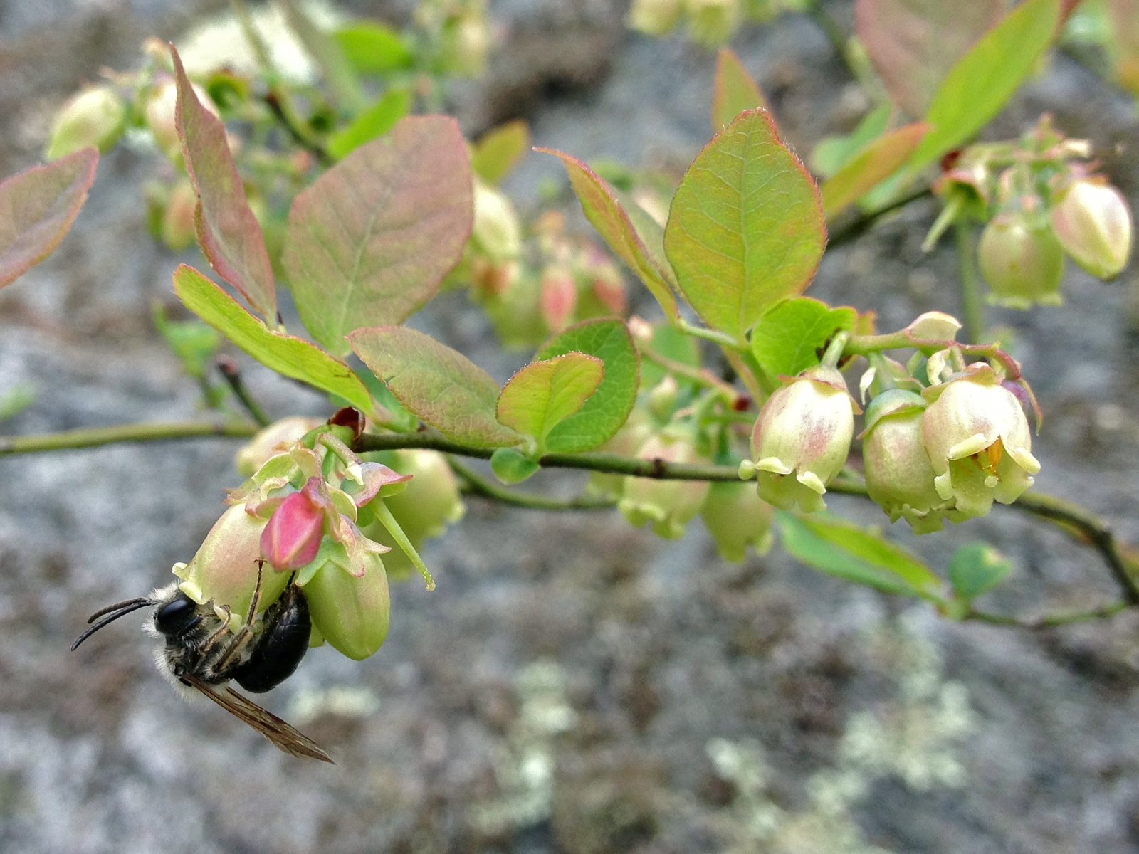 Lowbush blueberry in flower