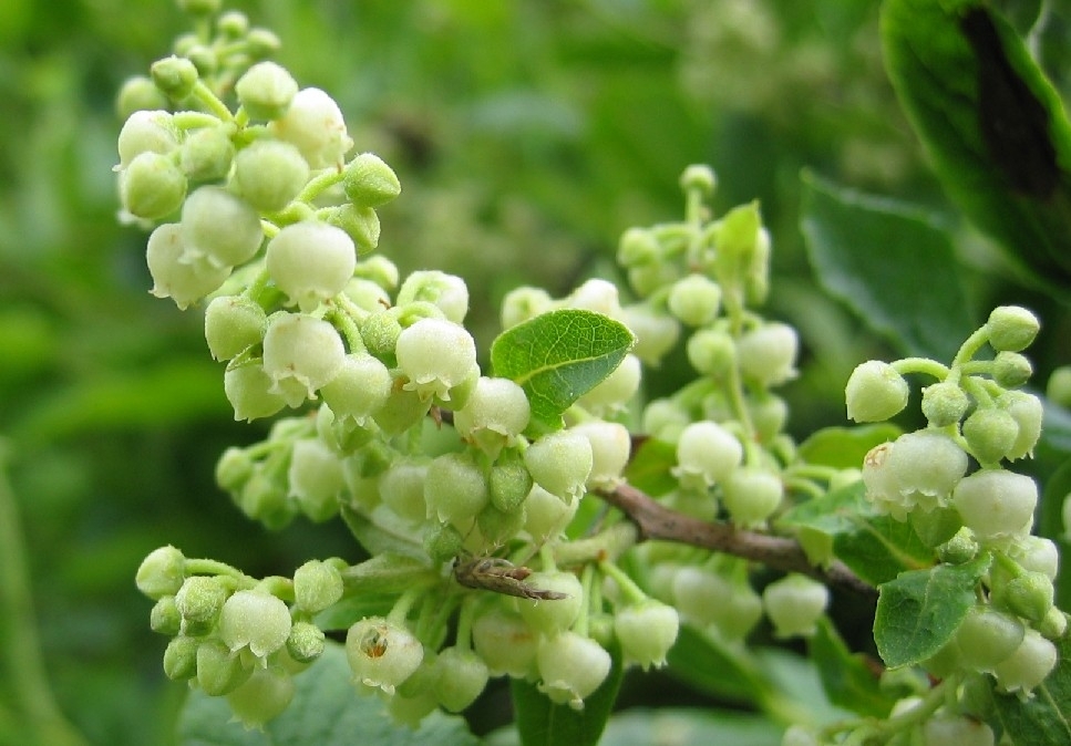 Maleberry hard dry fruit capsules