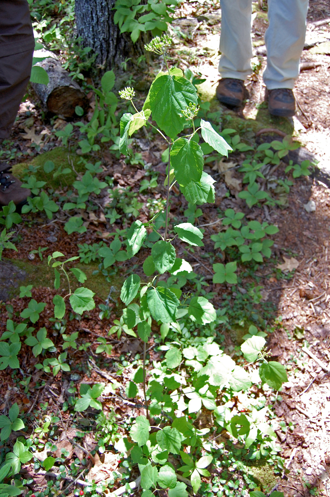 Maple-leaf viburnum on a wooded slope