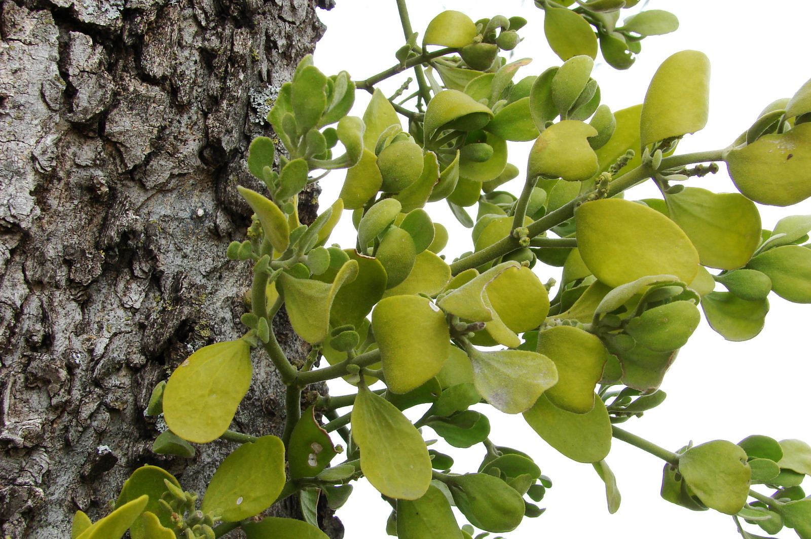 Eastern mistletoe in a tree