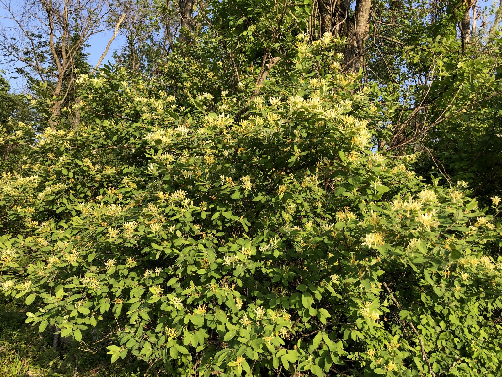 Morrow's honeysuckle in May bloom