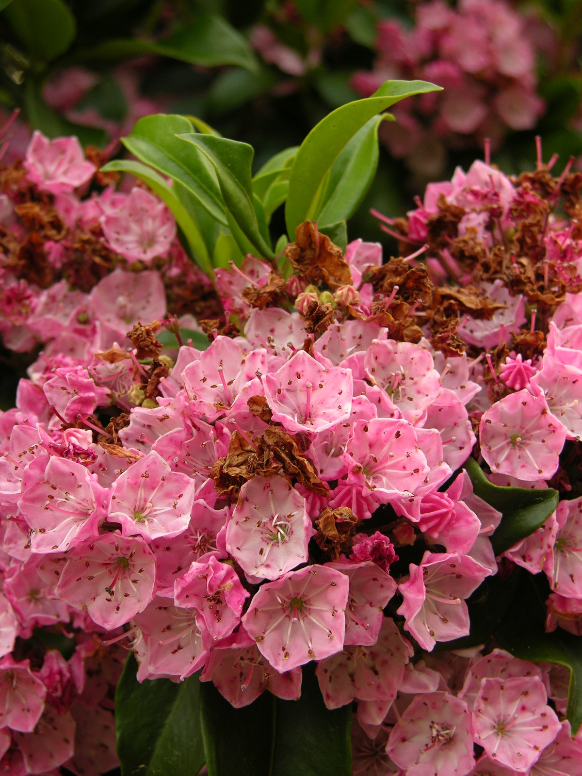 Mountain laurel in full flower along a sandstone bluff edge