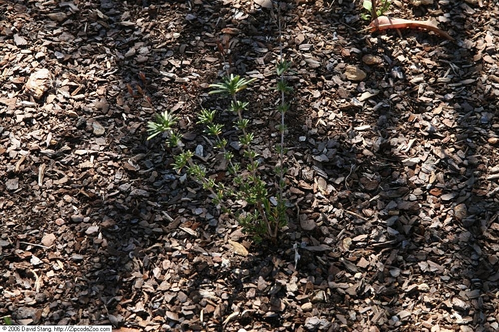 Mountain St. Johnswort flowering