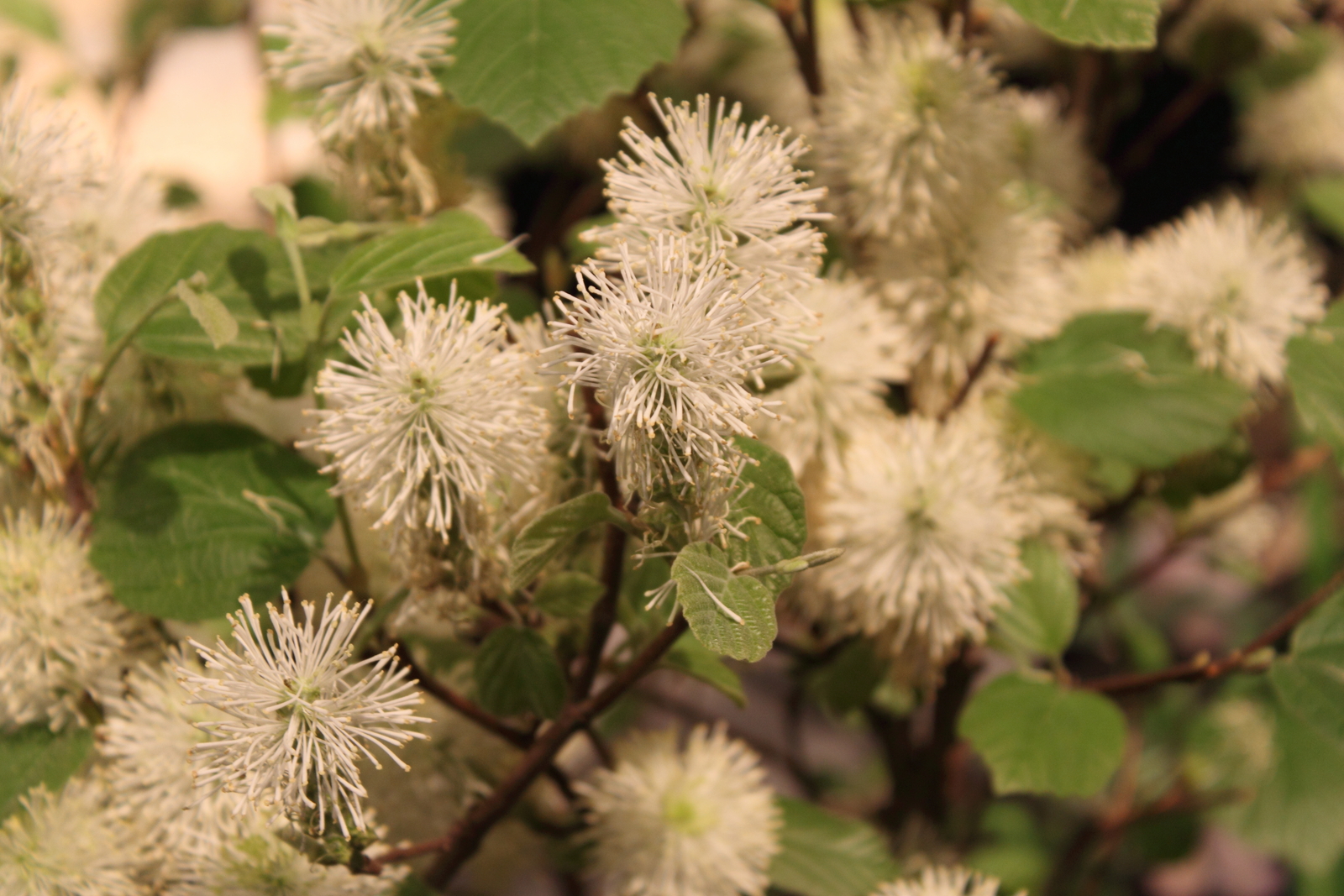 Mountain witch-alder cultivar in flower