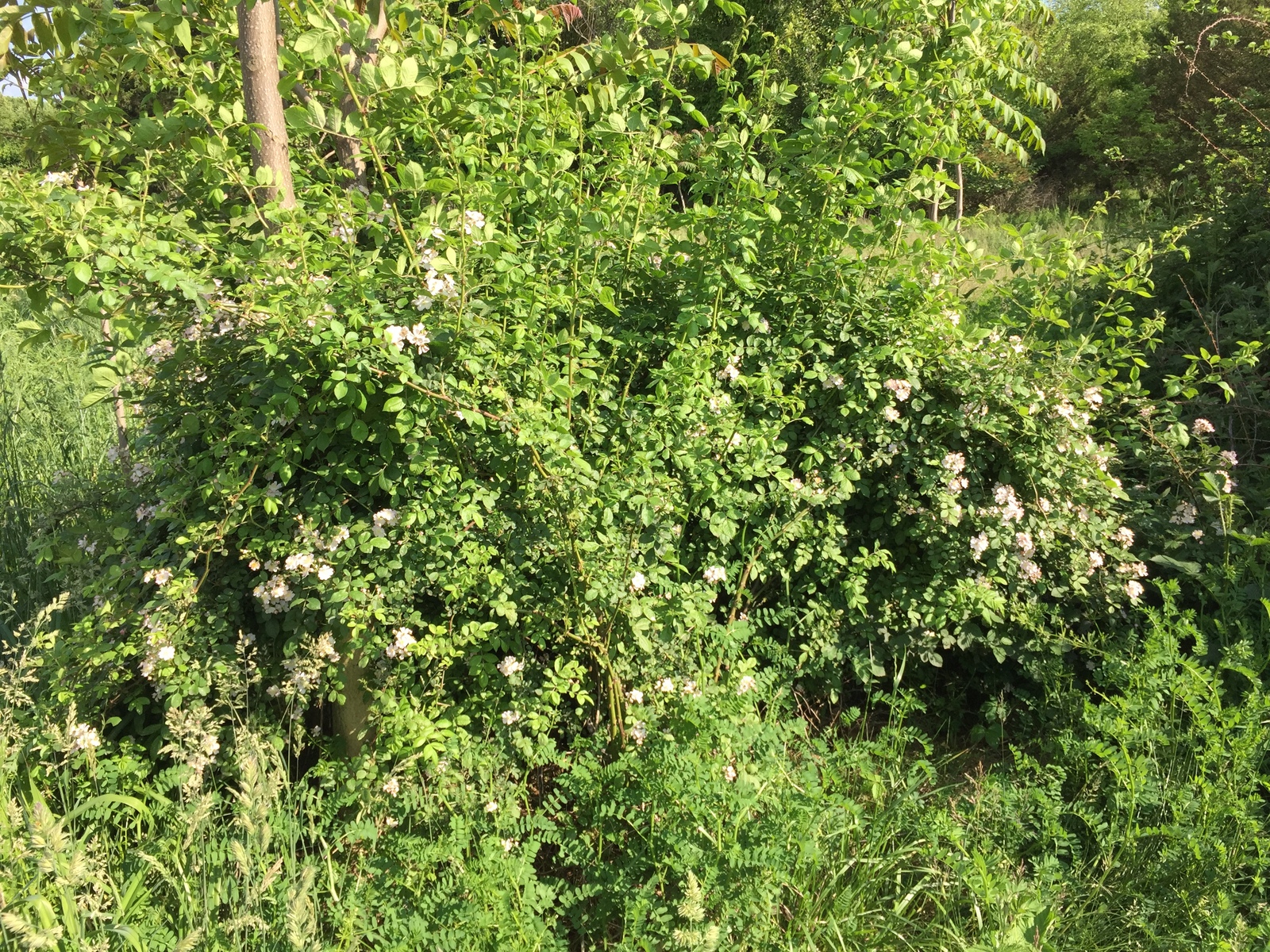 Multiflora rose blooming along a road