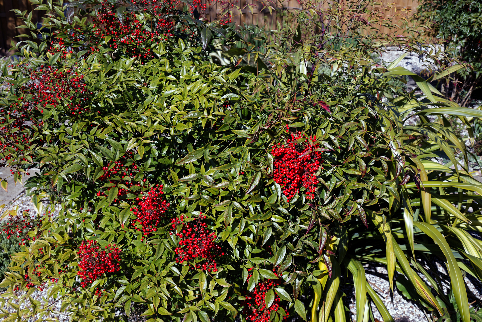 Nandina ground-cover cultivar