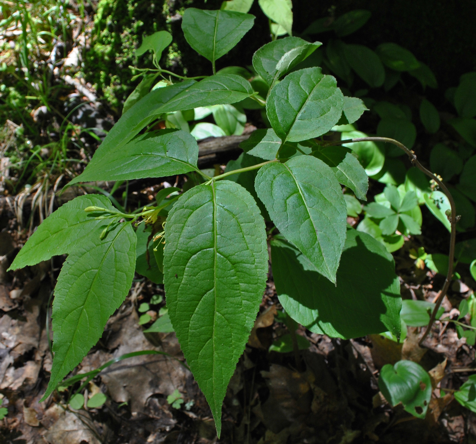 Northern bush-honeysuckle in flower