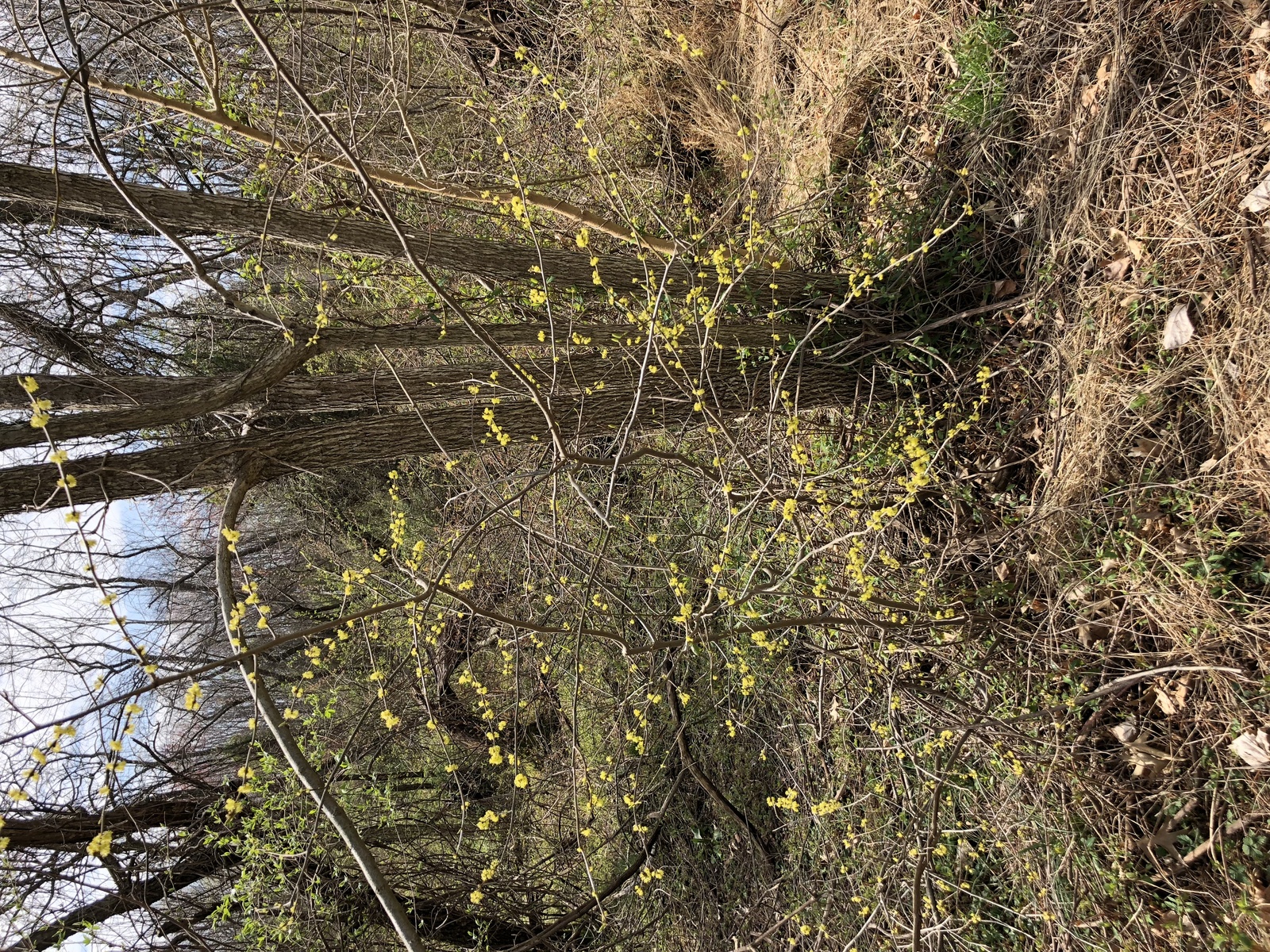 Northern spicebush blooming on a plateau path