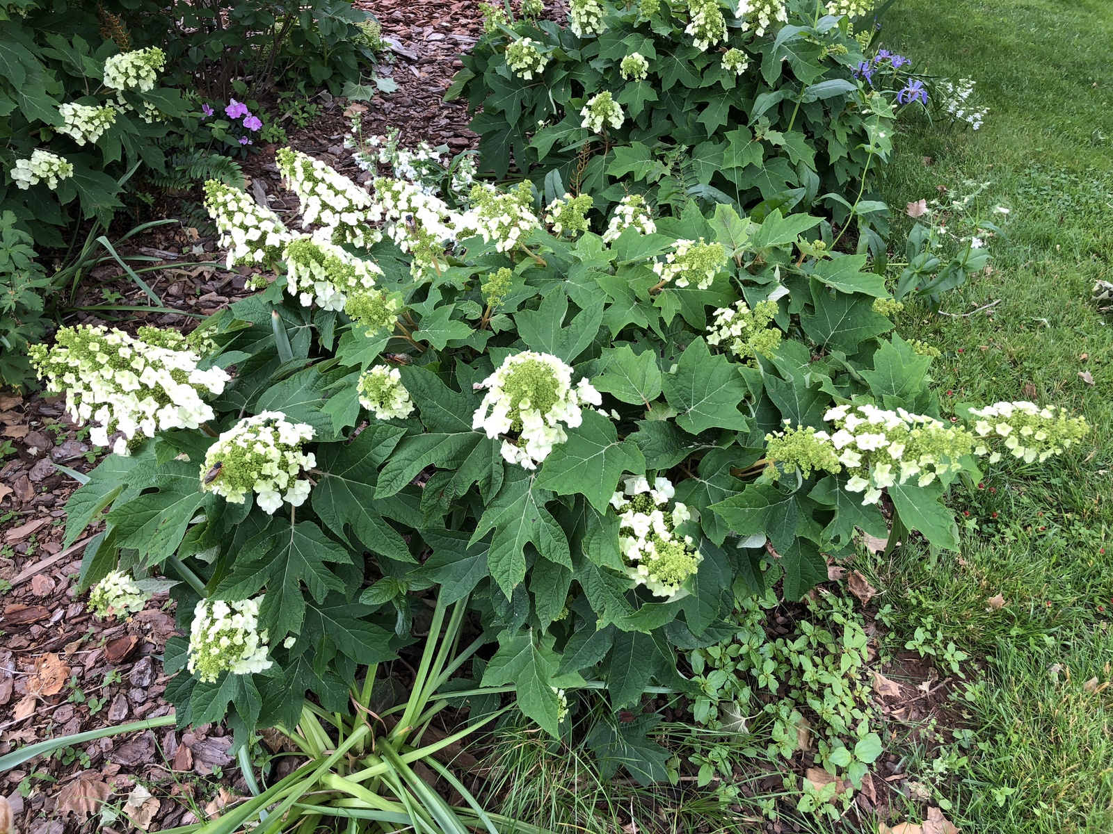 Oakleaf hydrangea blooming