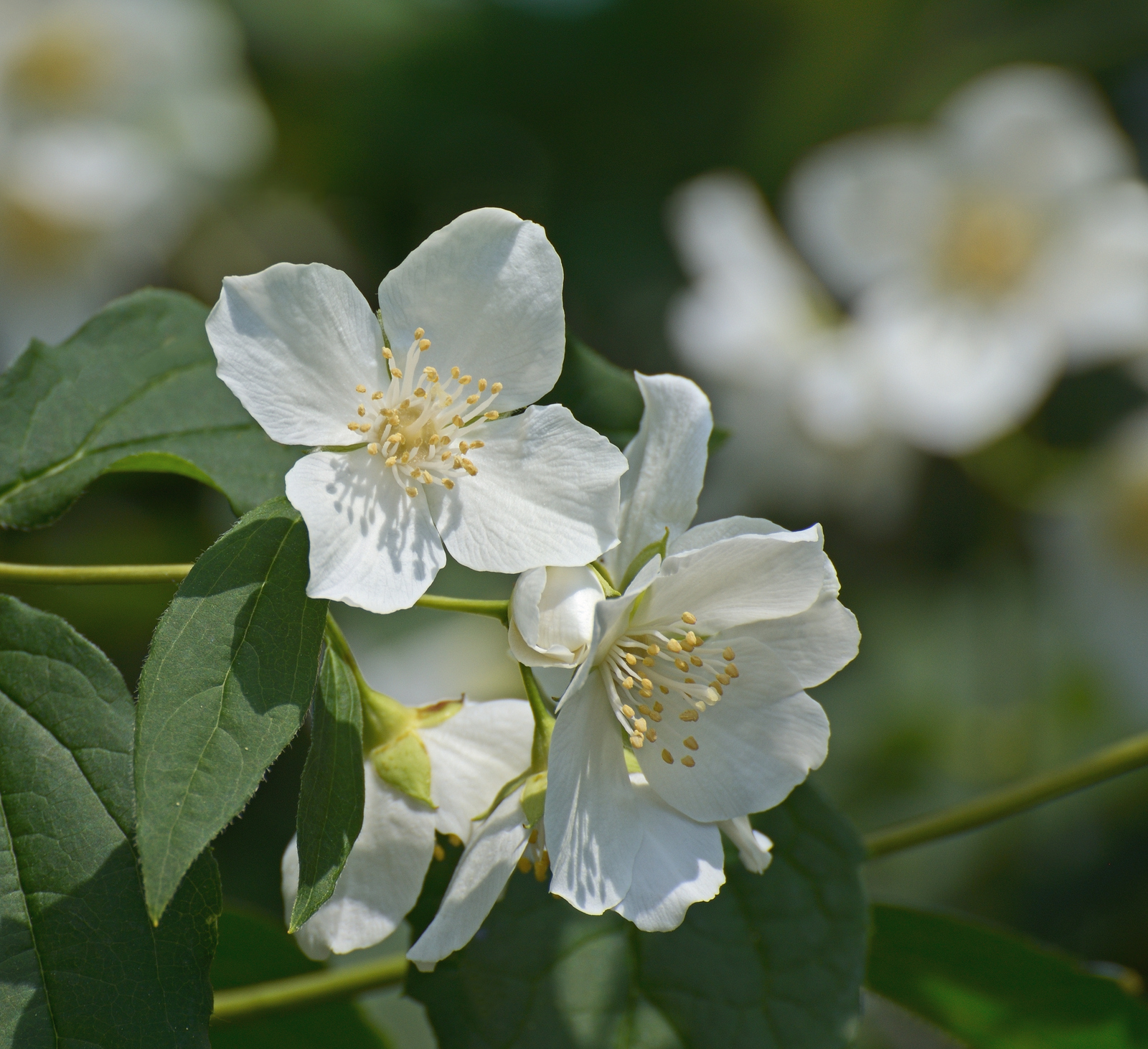 Ozark mock-orange in bloom